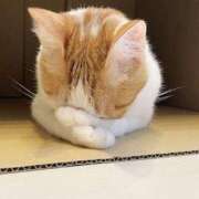 スズ すみません(;_;) Ageha(アゲハ)