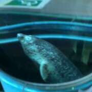 ヒメ日記 2025/09/11 17:54 投稿 もも ごほうびSPA横浜店