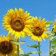 ヒメ日記 2025/08/17 19:31 投稿 りの『Hカップ』 ぽよぽよランド