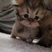 ヒメ日記 2025/09/13 09:22 投稿 ほたる オペラ(吉原)