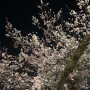 ヒメ日記 2026/03/29 05:27 投稿 あきは ハピネス東京