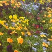 ヒメ日記 2026/04/25 05:27 投稿 あきは ハピネス東京