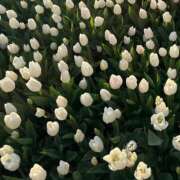 ヒメ日記 2026/04/30 10:47 投稿 あきは ハピネス東京
