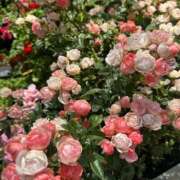 ヒメ日記 2026/05/15 05:42 投稿 あきは ハピネス東京
