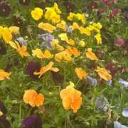 ヒメ日記 2026/06/04 06:31 投稿 あきは ハピネス東京