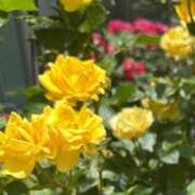 ヒメ日記 2026/06/06 06:11 投稿 あきは ハピネス東京