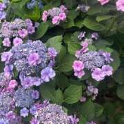 ヒメ日記 2026/06/13 06:27 投稿 あきは ハピネス東京