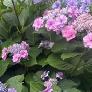 ヒメ日記 2026/06/25 05:42 投稿 あきは ハピネス東京