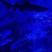 ヒメ日記 2026/09/05 05:17 投稿 あきは ハピネス東京