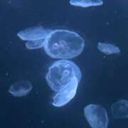 ヒメ日記 2026/09/06 05:47 投稿 あきは ハピネス東京