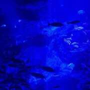 ヒメ日記 2026/09/07 06:03 投稿 あきは ハピネス東京