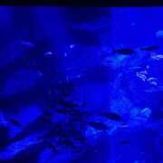 ヒメ日記 2026/09/20 06:03 投稿 あきは ハピネス東京