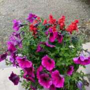 ヒメ日記 2026/01/25 14:29 投稿 あきら 即アポ奥さん～静岡店～