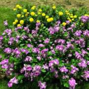 ヒメ日記 2025/08/17 01:52 投稿 ちゃこ 熟女の風俗最終章　越谷店