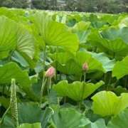 ヒメ日記 2025/12/15 12:48 投稿 ちゃこ 熟女の風俗最終章 西川口店