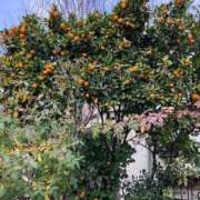 ヒメ日記 2026/01/19 11:52 投稿 ちゃこ 熟女の風俗最終章 西川口店