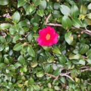 ヒメ日記 2026/02/02 13:24 投稿 ちゃこ 熟女の風俗最終章 西川口店