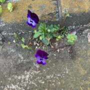 ヒメ日記 2026/03/17 15:50 投稿 ちゃこ 熟女の風俗最終章 西川口店