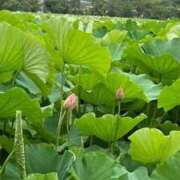 ヒメ日記 2026/04/12 01:30 投稿 ちゃこ 熟女の風俗最終章 西川口店