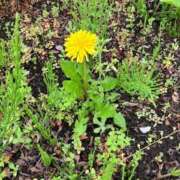 ヒメ日記 2026/04/14 11:10 投稿 ちゃこ 熟女の風俗最終章 西川口店