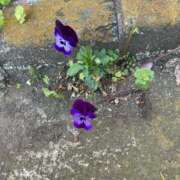 ヒメ日記 2026/04/15 13:20 投稿 ちゃこ 熟女の風俗最終章 西川口店