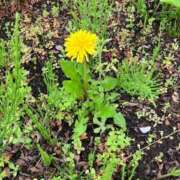 ヒメ日記 2026/04/16 10:00 投稿 ちゃこ 熟女の風俗最終章 西川口店