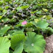 ヒメ日記 2026/06/15 18:03 投稿 ちゃこ 熟女の風俗最終章 西川口店