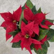 ヒメ日記 2025/12/08 10:13 投稿 石原やえ セカンドパートナー