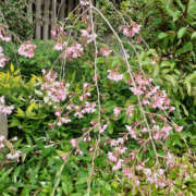 石原やえ 足音 セカンドパートナー本店