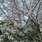 ヒメ日記 2026/03/28 13:47 投稿 石原やえ セカンドパートナー