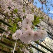 ヒメ日記 2026/04/04 19:21 投稿 陽菜(ひな) グランドオペラ横浜