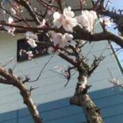 ヒメ日記 2026/03/07 15:51 投稿 しの 水戸人妻花壇