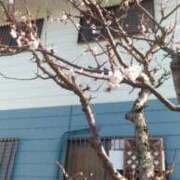 ヒメ日記 2026/03/10 14:43 投稿 しの 水戸人妻花壇