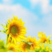 ヒメ日記 2025/08/24 08:18 投稿 遠藤カンナ しゅうかつ倶楽部