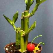 ヒメ日記 2026/02/13 22:16 投稿 あつみ 熟女の風俗最終章 錦糸町店