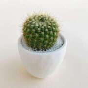 ひらり「ひらり」 サボテンになりたい ピュアセレクラブ