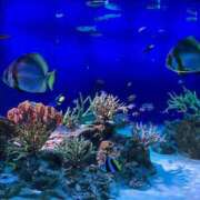 ヒメ日記 2025/08/28 21:56 投稿 藤森粧子(ふじもりしょうこ) 五十路マダムエクスプレス厚木店(カサブランカグループ)