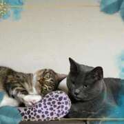 ヒメ日記 2025/09/08 11:34 投稿 藤森粧子(ふじもりしょうこ) 五十路マダムエクスプレス厚木店(カサブランカグループ)