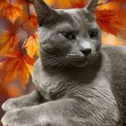 ヒメ日記 2025/10/24 11:32 投稿 藤森粧子(ふじもりしょうこ) 五十路マダムエクスプレス厚木店(カサブランカグループ)