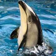 ヒメ日記 2025/10/30 23:16 投稿 藤森粧子(ふじもりしょうこ) 五十路マダムエクスプレス厚木店(カサブランカグループ)