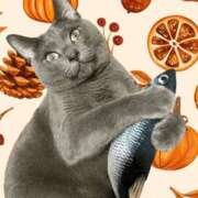 ヒメ日記 2025/11/21 22:54 投稿 藤森粧子(ふじもりしょうこ) 五十路マダムエクスプレス厚木店(カサブランカグループ)