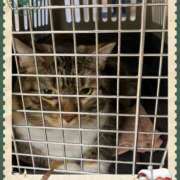 ヒメ日記 2025/12/17 12:16 投稿 藤森粧子(ふじもりしょうこ) 五十路マダムエクスプレス厚木店(カサブランカグループ)