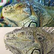 ヒメ日記 2026/01/20 14:48 投稿 藤森粧子(ふじもりしょうこ) 五十路マダムエクスプレス厚木店(カサブランカグループ)