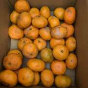 ヒメ日記 2026/01/26 12:40 投稿 藤森粧子(ふじもりしょうこ) 五十路マダムエクスプレス厚木店(カサブランカグループ)