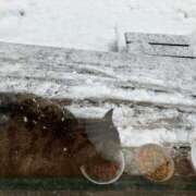 ヒメ日記 2026/02/08 11:56 投稿 藤森粧子(ふじもりしょうこ) 五十路マダムエクスプレス厚木店(カサブランカグループ)