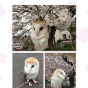 ヒメ日記 2026/03/02 17:42 投稿 藤森粧子(ふじもりしょうこ) 五十路マダムエクスプレス厚木店(カサブランカグループ)