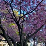 ヒメ日記 2026/03/10 19:48 投稿 藤森粧子(ふじもりしょうこ) 五十路マダムエクスプレス厚木店(カサブランカグループ)