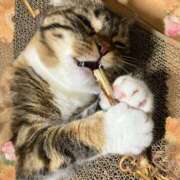 ヒメ日記 2026/04/21 00:50 投稿 藤森粧子(ふじもりしょうこ) 五十路マダムエクスプレス厚木店(カサブランカグループ)