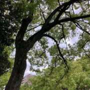 ヒメ日記 2026/05/12 14:34 投稿 藤森粧子(ふじもりしょうこ) 五十路マダムエクスプレス厚木店(カサブランカグループ)