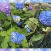 ヒメ日記 2026/05/23 16:50 投稿 藤森粧子(ふじもりしょうこ) 五十路マダムエクスプレス厚木店(カサブランカグループ)
